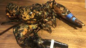 A rare blue lobster made its way to a red lobster restaurant in ohio recently, and nearly landed on a customer's dinner plate. 13al1o7esji6m