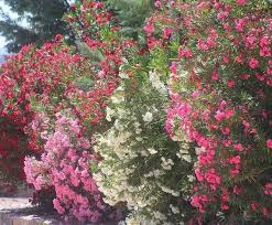 Privacy Plants A Living Fence For Your Outdoor Area Privacy Plants Plants Garden Privacy