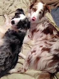 Border collie puppies from working parents mum and dad are really good workers and very obedient loyal family pets puppies will be vaccinated litter of 6 border collie puppies we have 4 girls and 2 boys, we have a female red merle, and 3 female black and white tris, and we have one male blue. Blue And Red Merle Border Collies Tilt And Bolt Australian Shepherd Dogs Border Collie Dog Border Collie