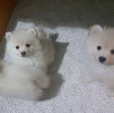Ankara Pomeranian Yavrular Erkek Dosi 1178 Hayvan Ankara