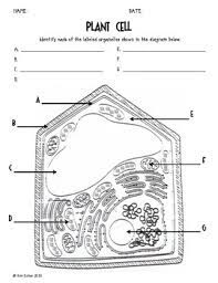 Free printable animal cell to label. Cells Blank Plant And Animal Cell Diagrams To Label Note Plant And Animal Cells Science Cells Learning Science