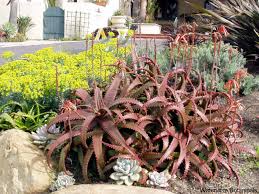 Image result for Aloe cameronii