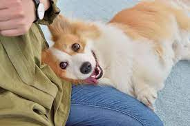 犬にも グイグイ情熱系 駆け引き小悪魔 がいる 性格タイプ別にわかる 犬と仲良しが続くコツ いぬのきもちweb magazine ポメラニアンチワワ 犬 いぬ