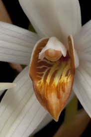 Image result for Centemopsis trinervis