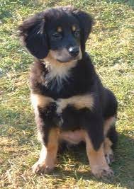 The bernese mountain dog is eager to please and easy to train. List Of Bernese Mountain Dog Mix Breed Dogs