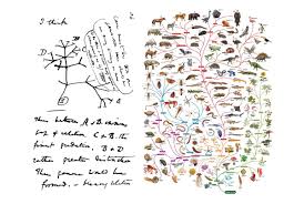 Time Flies Like An Arrow Fruit Flies Like A Banana Origin Simon E Fisher On Twitter Left Side Of Image Is Tree Of Life Sketch From Darwin S Notebook B In 1837 Right Side Was Made By Open University In 2009 Celebrating 150 Years