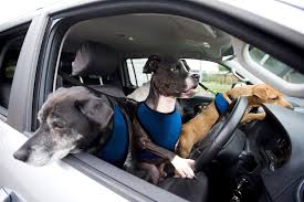 Best Cars For Dog Owners 2019 Uk Our Pick Of New Cars For Carrying Pets Car Magazine