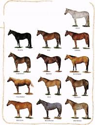 Learning About Horses Basic Horse Colors Horse Horse