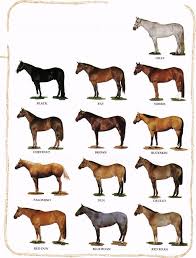 learning about horses basic horse colors kids horse