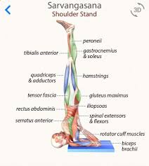 Pin On Yoga Anatomy