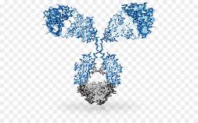 Cartoon Tree Png Download 560 560 Free Transparent Antibody Png Download Cleanpng Kisspng Check out inspiring examples of cartoon artwork on deviantart, and get inspired by our community of talented artists.