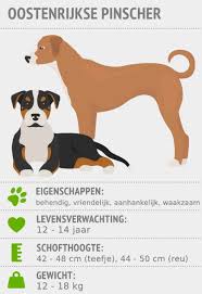 Oostenrijkse pinscher pup gust 9 weken. Oostenrijkse Pinscher Karakter Verzorging Zooplus Magazine