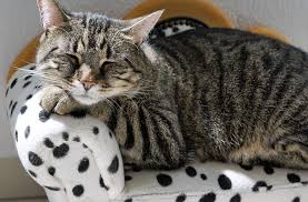 A Cat House In Gaziantep Animals Dangerous Dogs Cats