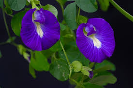 Image result for Clitoria