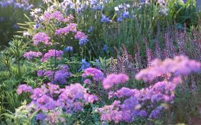 Image result for Thalictrum