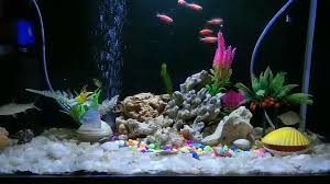 Ikan hias aquarium air tawar tercantik (daftar 11 ikan hias aquarium terbaik). Hiasan Aquarium Gelembung Kerang Akuarium Ikan Hias Youtube