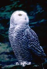 Bird Bouncing Golf Ball I Heard Something Beautiful Birds Snowy Owl Owl