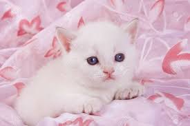 Here are some infections that can lead to pink eye in cats: Cute White British Cat Kitten On A Pink Background Stock Photo Picture And Royalty Free Image Image 123153945