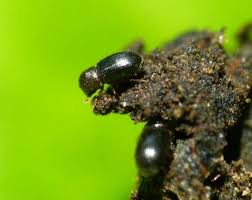 Whether it's to pass that big test, qualify for that big promotion or even master that cooking technique; Coffee Borer Beetle The Recycled Broca Trap That Costs Pennies Perfect Daily Grind