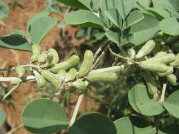 Image result for Indigofera roseo-caerulea