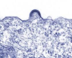 The goal of hiv treatment is to have an undetectable viral load. So Kommt Hiv In Die Zelle Neu Entdecktes Protein Konnte Alternativer Angriffspunkt In Der Therapie Werden Scinexx De