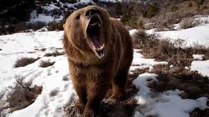 Angry Grizzly Bear Wallpapers Hd Free 294156 Bear Wallpaper Brown Bear Grizzly Bear