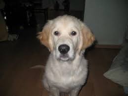 carlos profil sayfasi 40 petozel com golden retriever retriever kopek