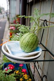 Container Watermelons How To Grow Watermelon In Containers How To Grow Watermelon Growing Vegetables Watermelon Plant