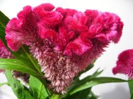 F F Friday 8 Flowers Amazing Flowers Types Of Flowers