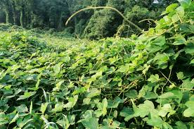 Check spelling or type a new query. Kudzu Pour Arreter De Fumer Avis Posologie Anti Tabac Et Ou L Acheter