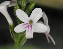 Image result for Priva flabelliformis