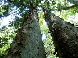Image result for Afrocarpus falcatus