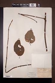 Image result for Phragmanthera capitata