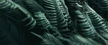 Photography Ultrawide Ultra Wide Plants Wallpaper Resolution 3440x1440 Id 1139694 Wallha Com So, take a look around and find the perfect wallpapers to make your ultrawide look as amazing as you dreamed it would! photography ultrawide ultra wide plants