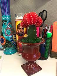 No matter where you live you can enjoy the. Does Anyone Know If This Cactus Needs Sunlight Thank You Cactus