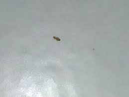Insecte Minuscule Dans La Cuisine