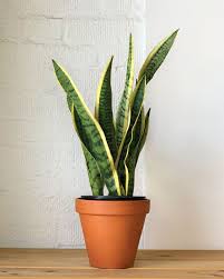 Image result for Uvaria laurentii