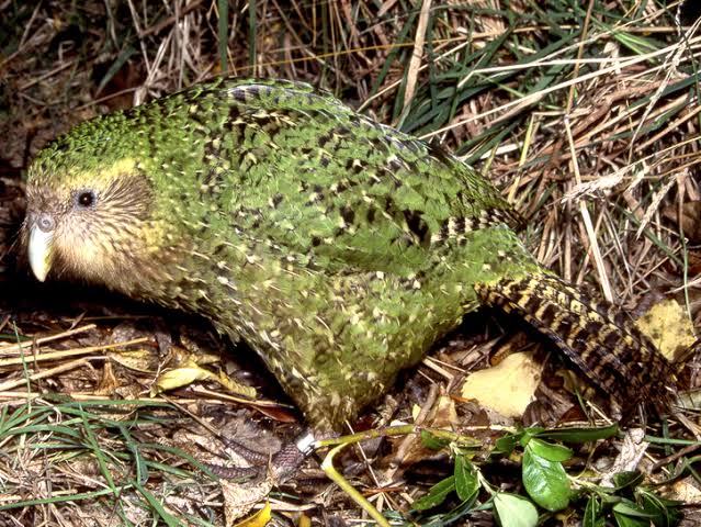 Strigops habroptila (Kakapo)