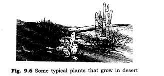 The spines are better at conserving water and surviving in hot temperatures. Ncert Solutions For Class 6 Science Chapter 9 The Living Organisms And Their Surroundings