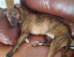 Pitbulls vs bullmastiff/pit mix tug o' war sloan. Lost Dog Brindle Pit Mix In Carthage Whispering Pines Nick S Creek Greenway Update Found Safe Pets Thepilot Com