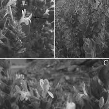 Image result for Barleria pseudosomalia