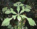 Image result for Cussonia zimmermannii