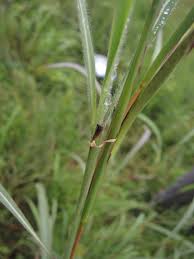 Image result for Andropogon gayanus
