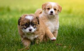 Ils ont lieu à domicile, en ville (à toulouse) ou en les cours proposés favorisent la sociabilisation du chiot et aident à démarre son éducation. Prix Moyen D Un Chien En Fonction De La Race
