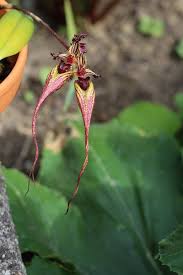 Image result for Bulbophyllum sandersonii
