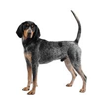 Bloodhound Purina
