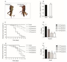 This analysis assesses these factors in relation to a business. Insects Free Full Text Effects Of The Entomopathogenic Fungus Metarhizium Anisopliae On The Mortality And Immune Response Of Locusta Migratoria
