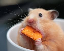 These Photos Of Animals Eating Food Will Brighten Your Day Cute Animals Cute Animal Photos Cute Animal Pictures