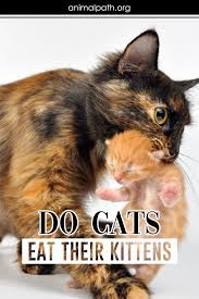 Do Cats Eat Their Kittens In 2020 Cat Behavior Problems Cats Kittens