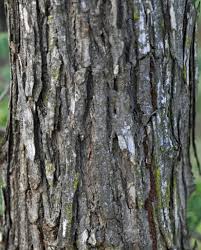 Image result for Acacia amythethophylla